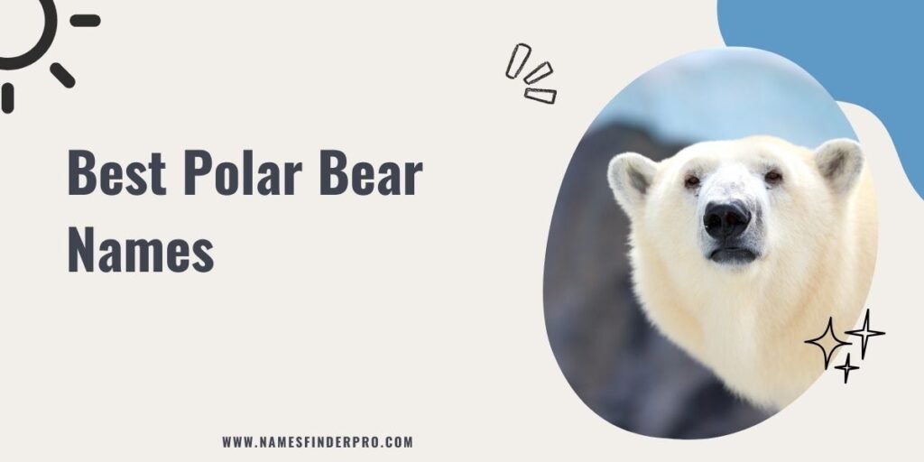 Best Polar Bear Names 