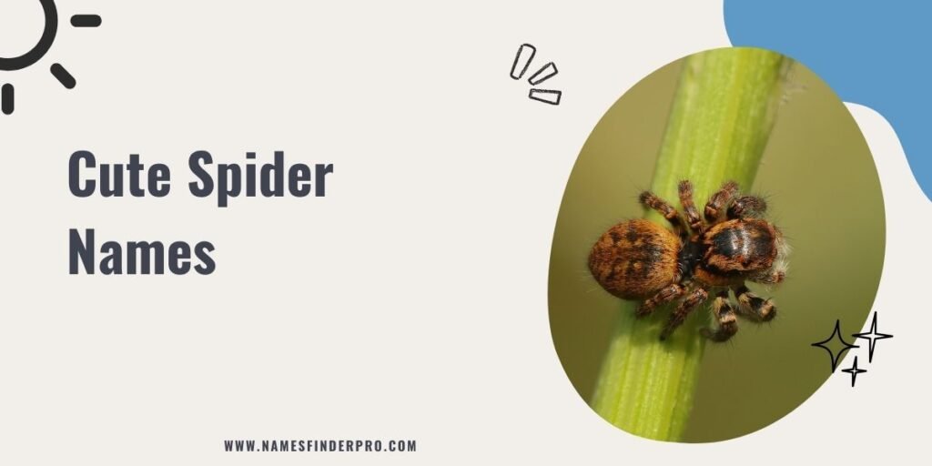 Cute Spider Names 