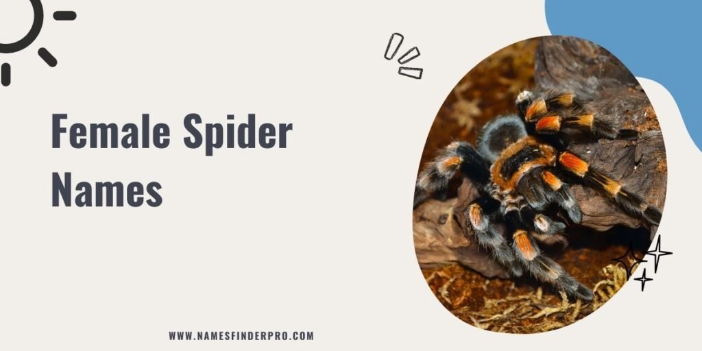 Female Spider Names