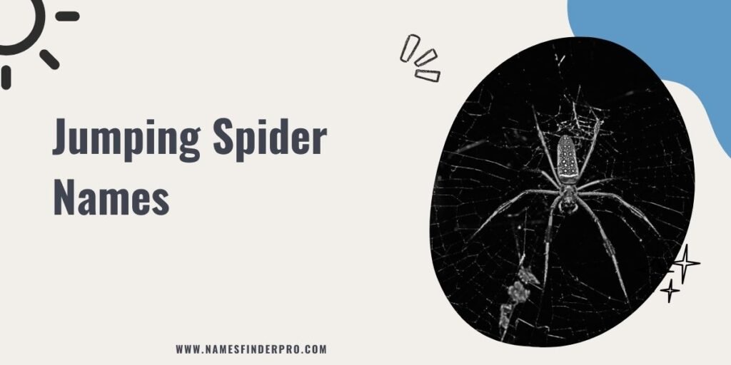 Jumping Spider Names 