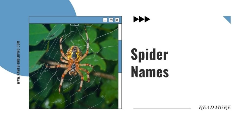 Spider Names