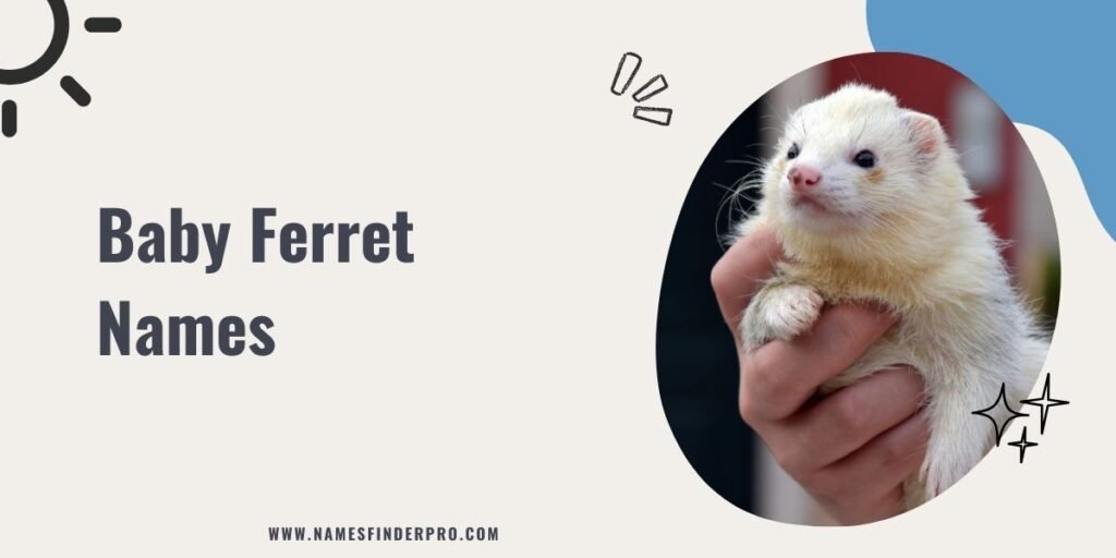 Baby Ferret Names