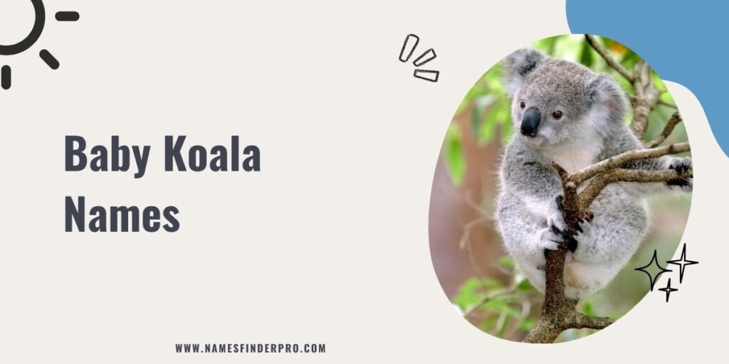 Baby Koala Names