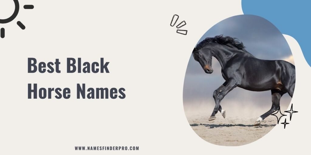 Best Black Horse Names