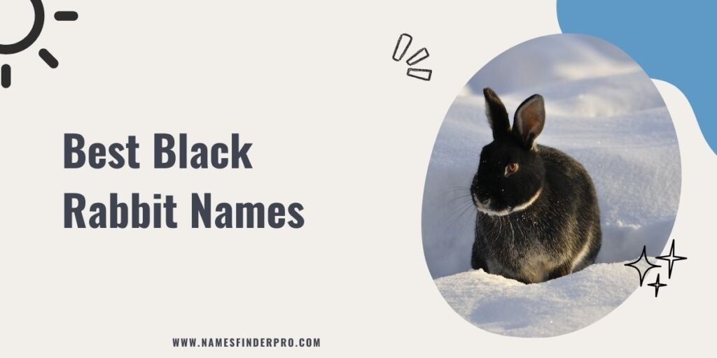 Best Black Rabbit Names