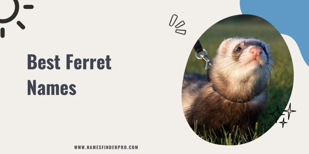 Best Ferret Names