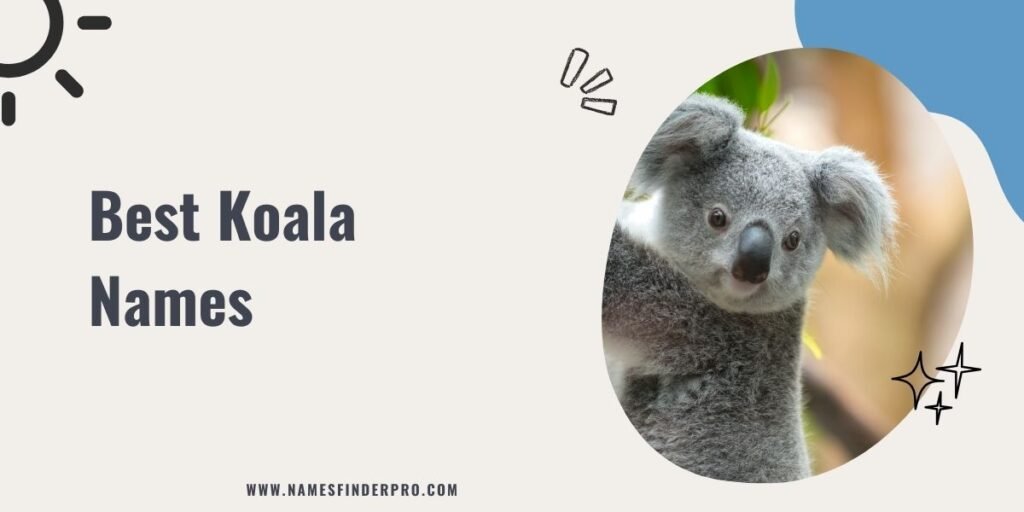 Best Koala Names 