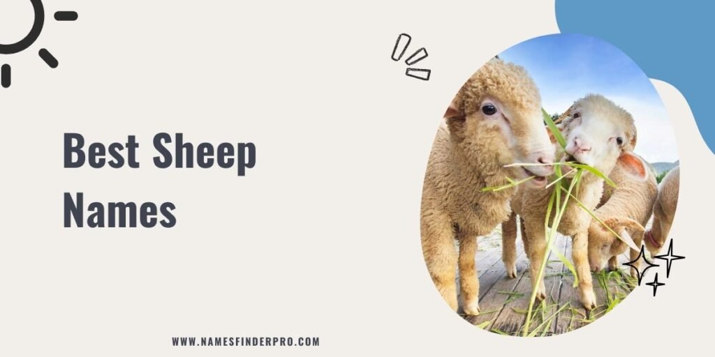 Best Sheep Names 