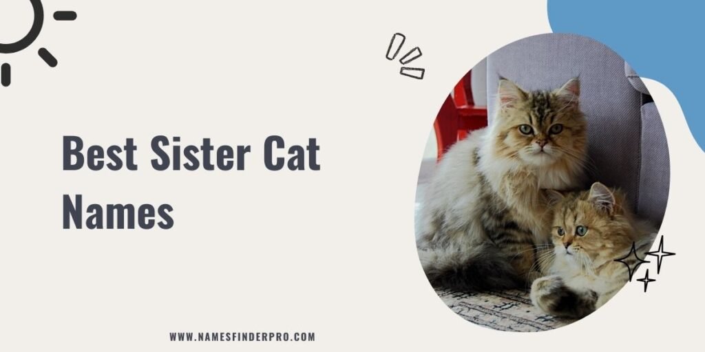 Best Sister Cat Names