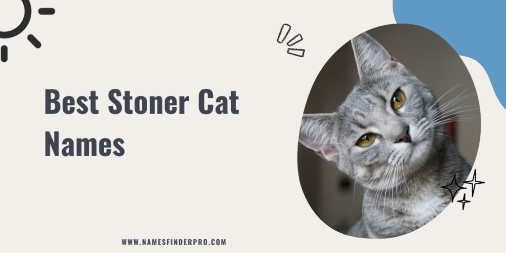 Best Stoner Cat Names