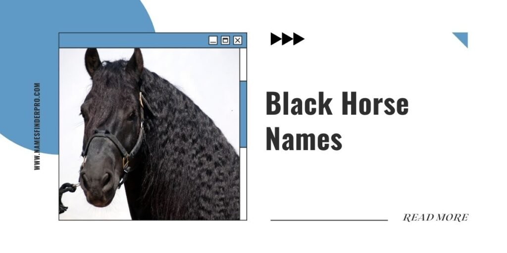 Black Horse Names