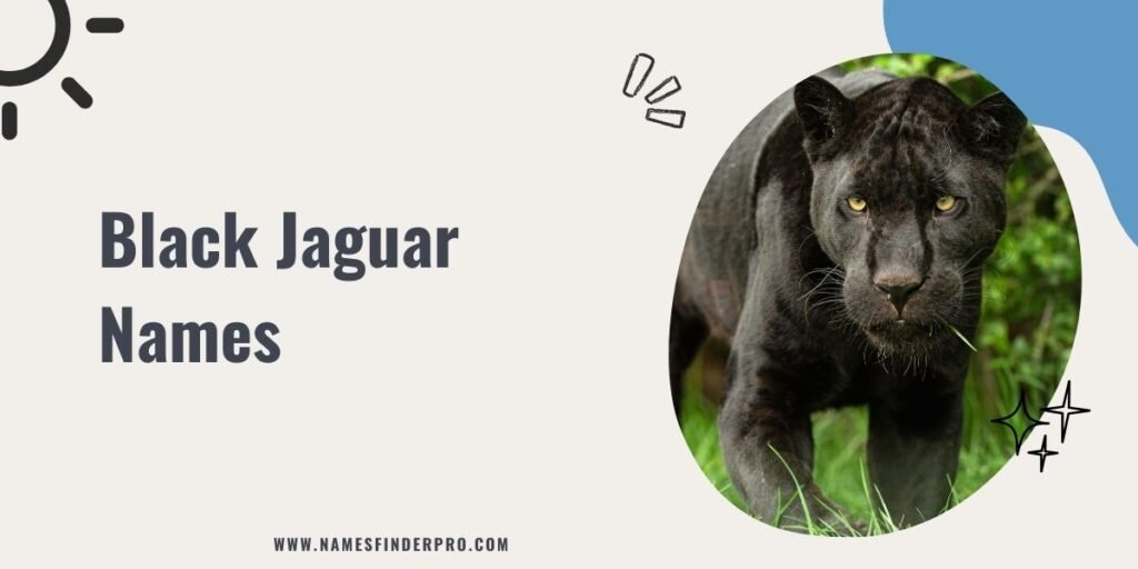 Black Jaguar Names