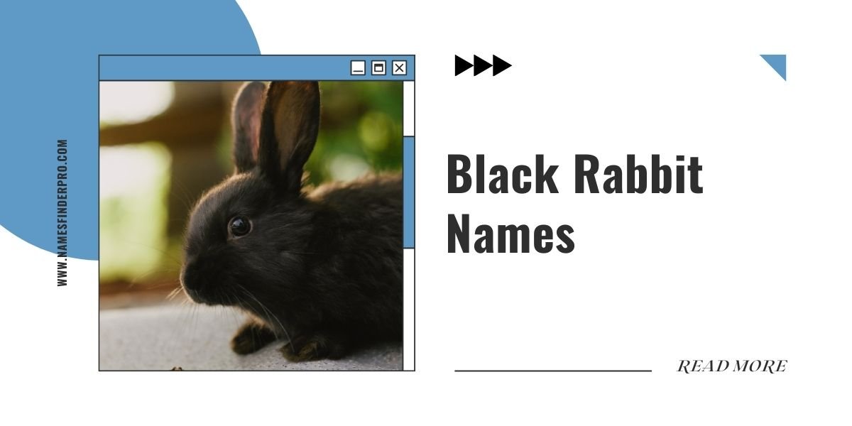 Black Rabbit Names