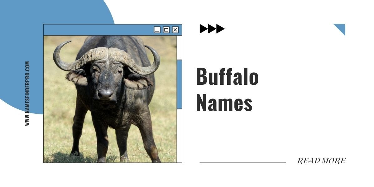 Buffalo Names