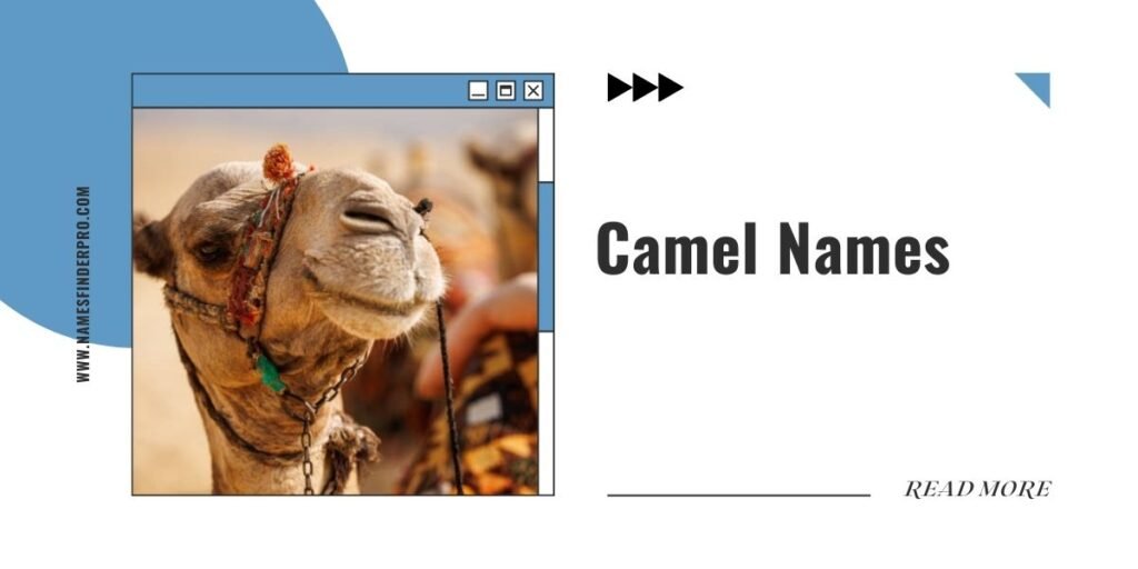 Camel Names