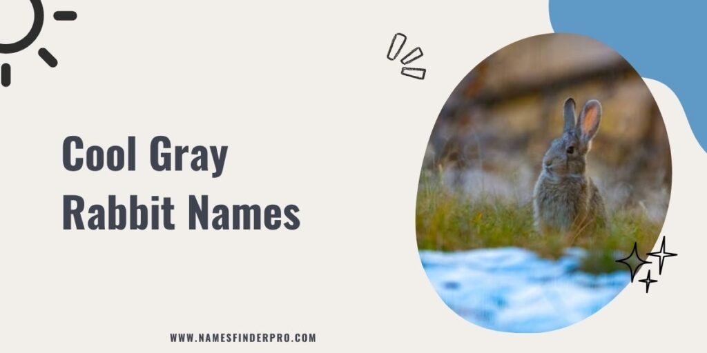 Cool Gray Rabbit Names