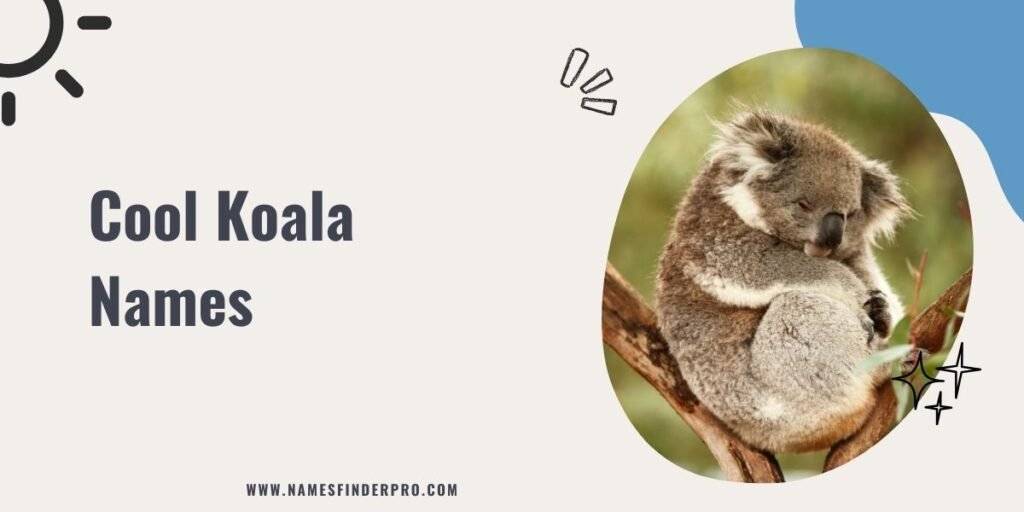 Cool Koala Names 