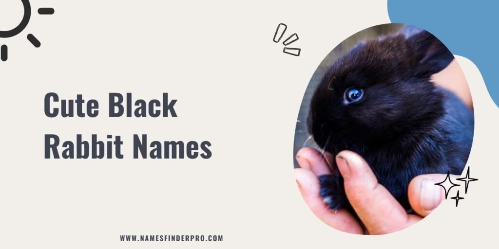 Cute Black Rabbit Names