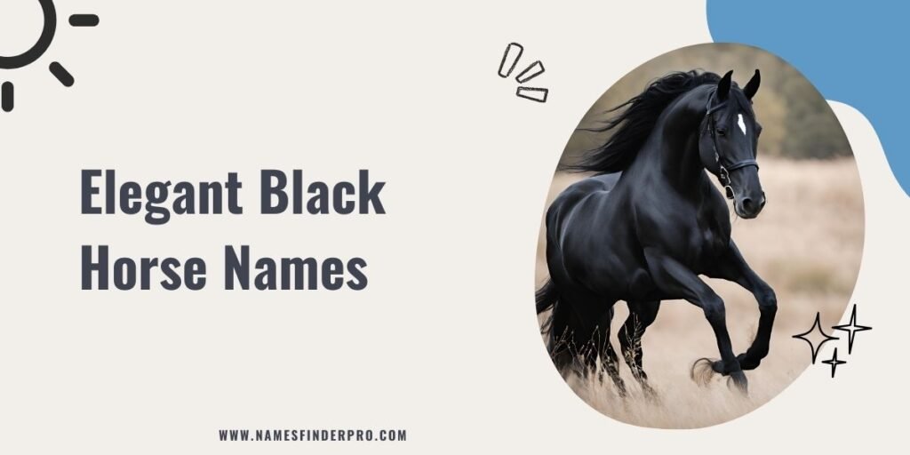 Elegant Black Horse Names