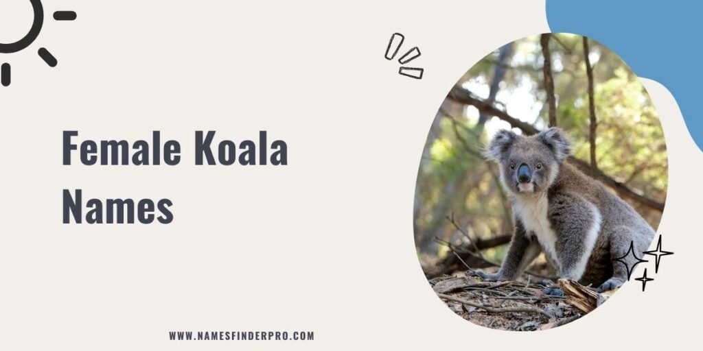 Female Koala Names