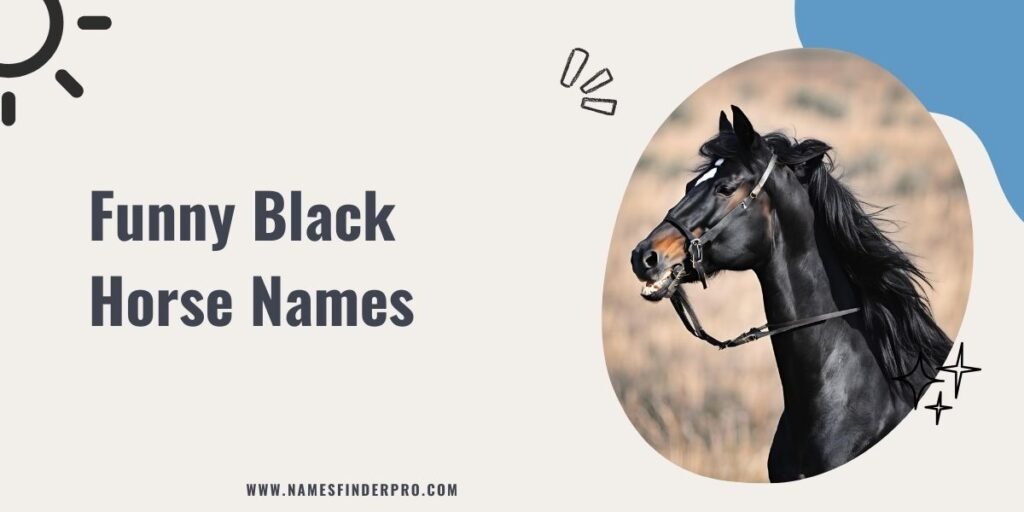 Funny Black Horse Names