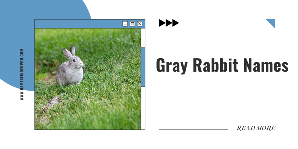 Gray Rabbit Names