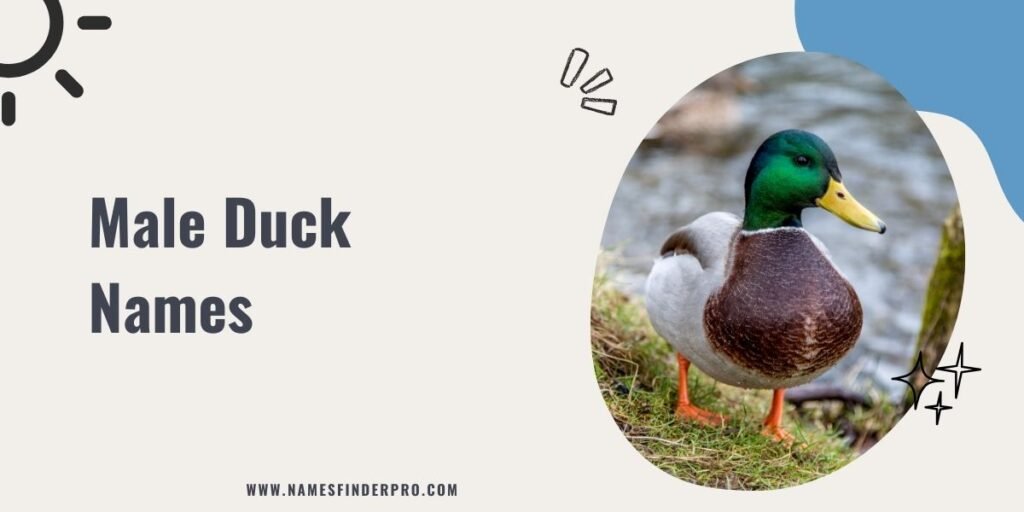 Male Duck Names