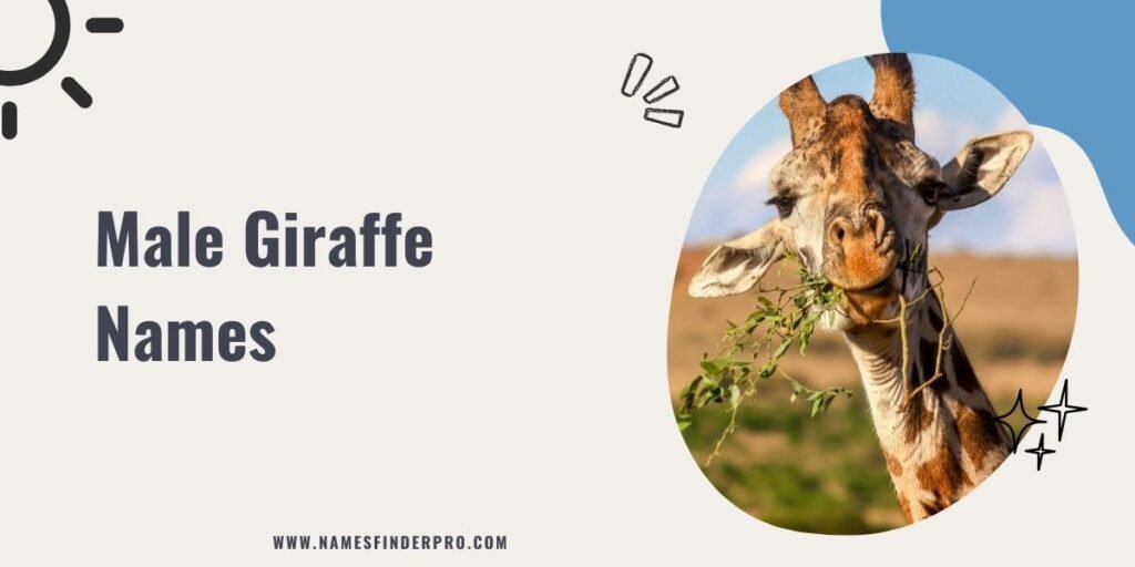 Male Giraffe Names