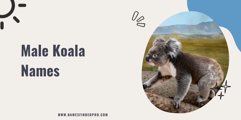 Male Koala Names