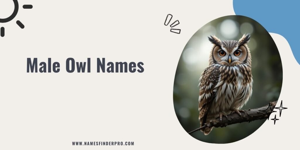 Male Owl Names