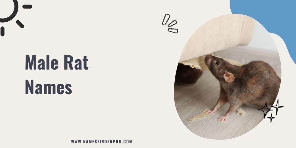 Male Rat Names