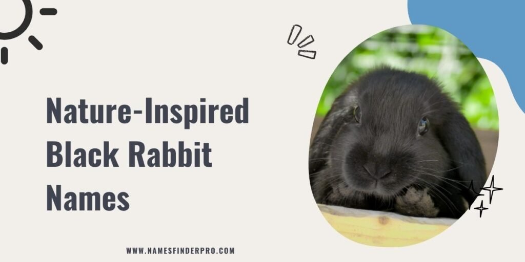 Nature-Inspired Black Rabbit Names