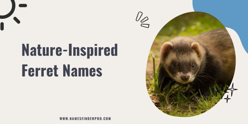 Nature-Inspired Ferret Names