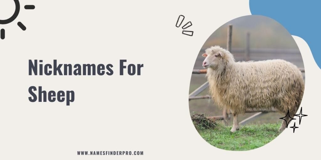 Nicknames For Sheep