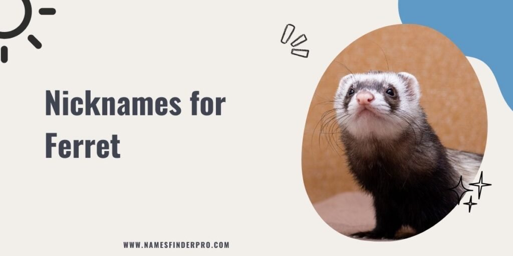 Nicknames for Ferret