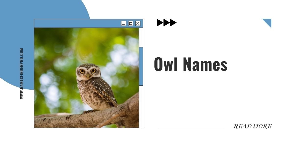 Owl Names