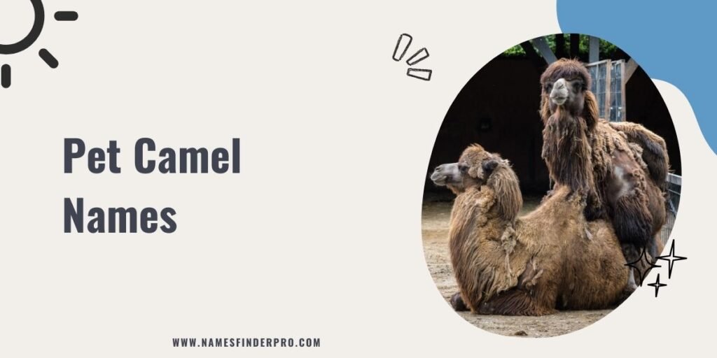 Pet Camel Names