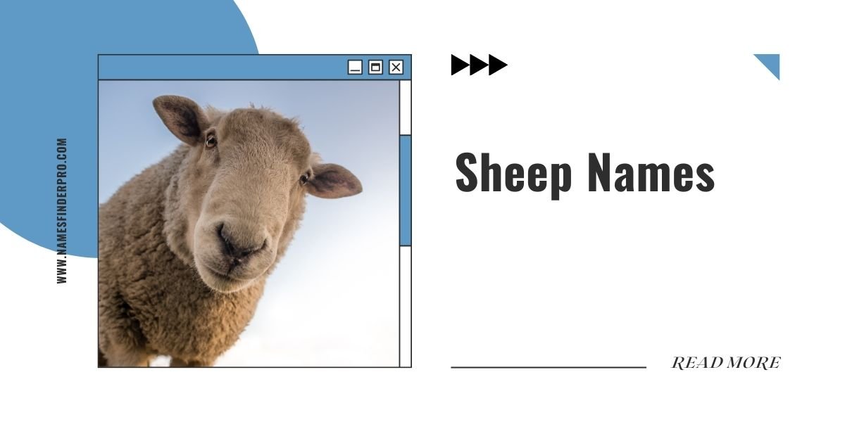 Sheep Names