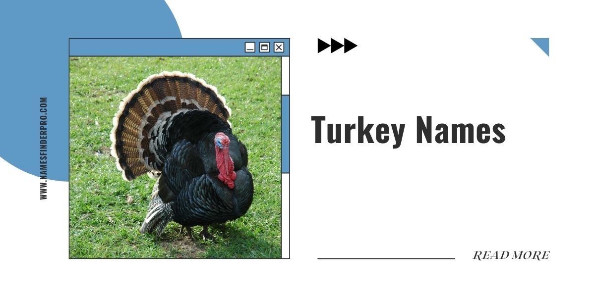 Turkey Names