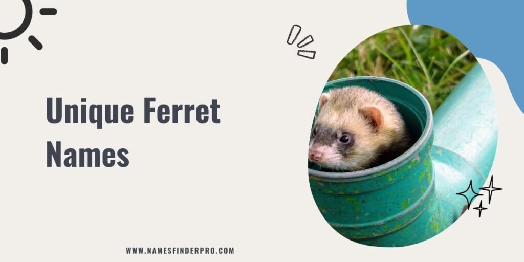 Unique Ferret Names