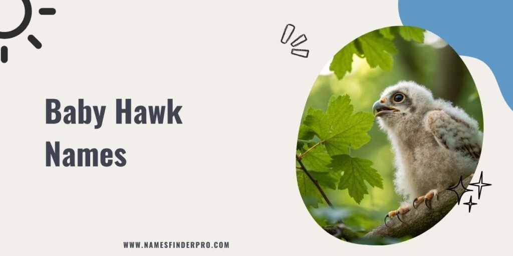 Baby Hawk Names