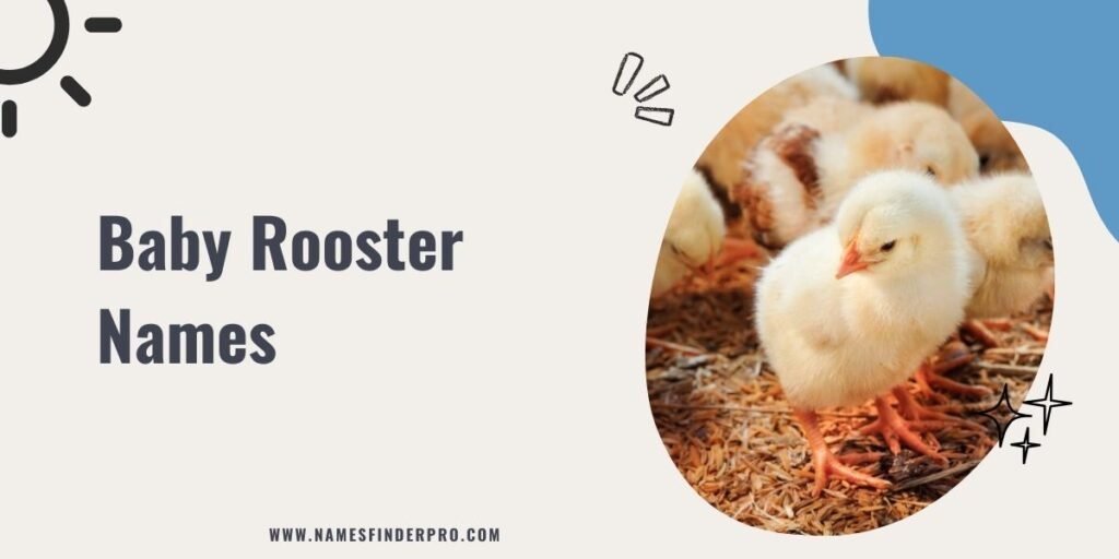 Baby Rooster Names