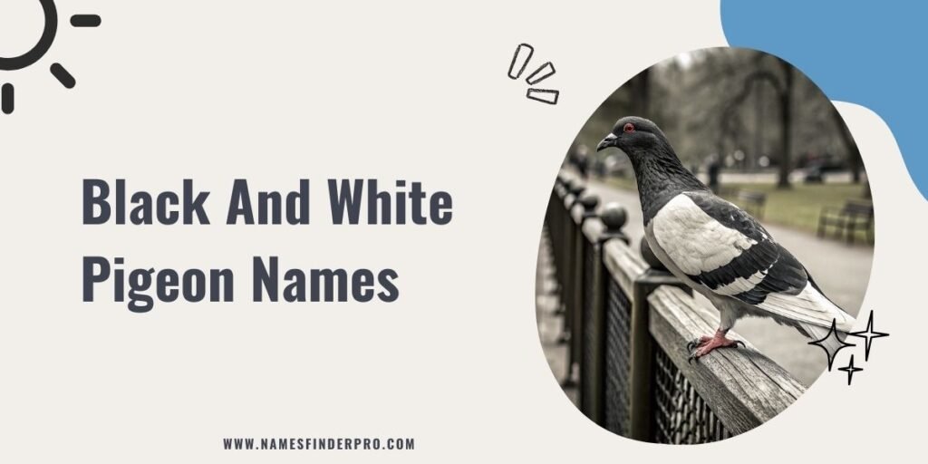 Black And White Pigeon Names