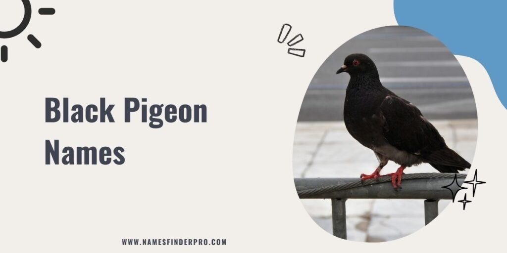 Black Pigeon Names