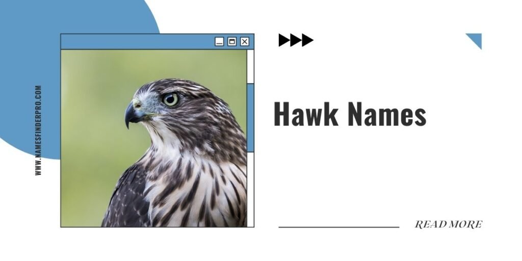 Hawk Names