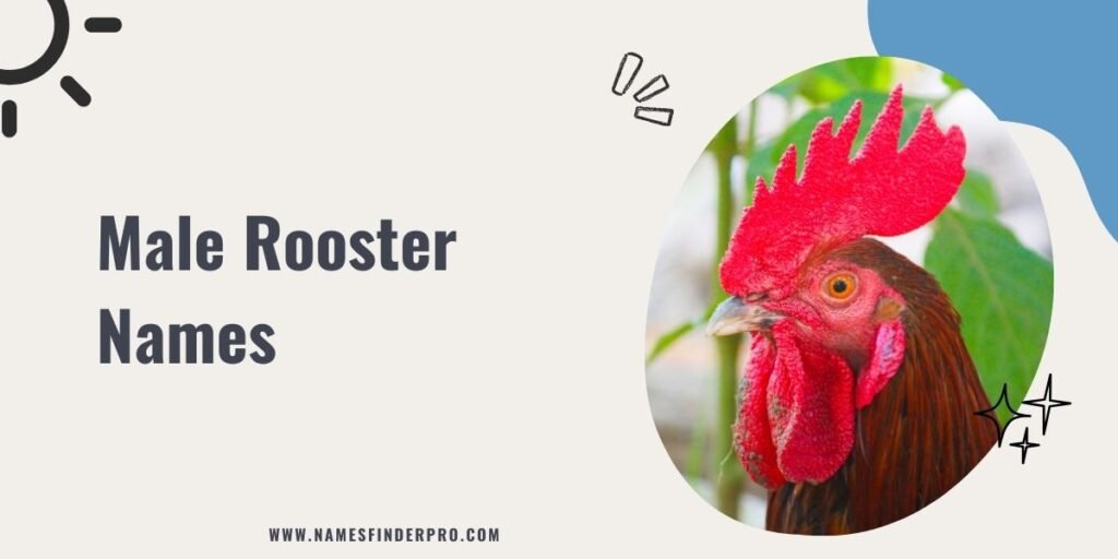 Male Rooster Names