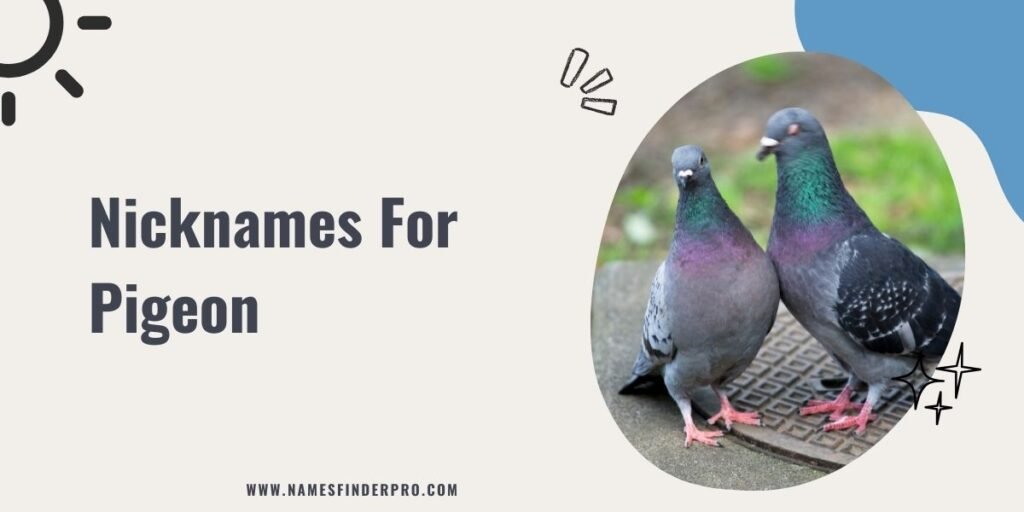 Nicknames For Pigeon