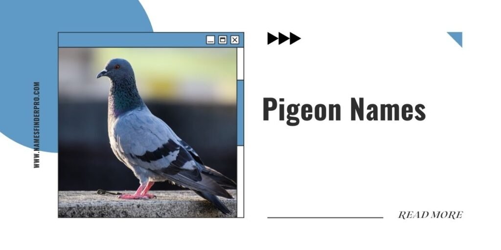 Pigeon Names