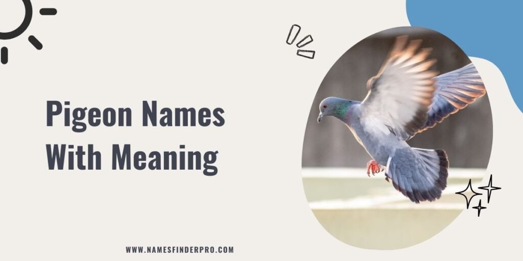 Pigeon Names With Meaning