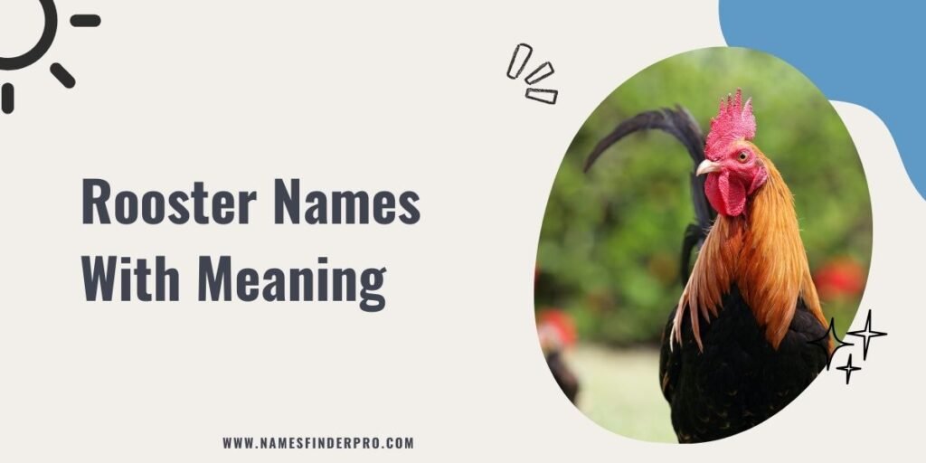 Rooster Names With Meaning